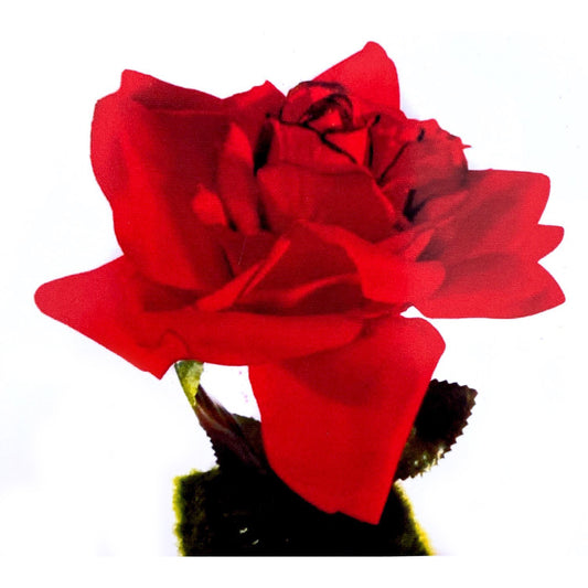 Rosa Solitaria Abierta